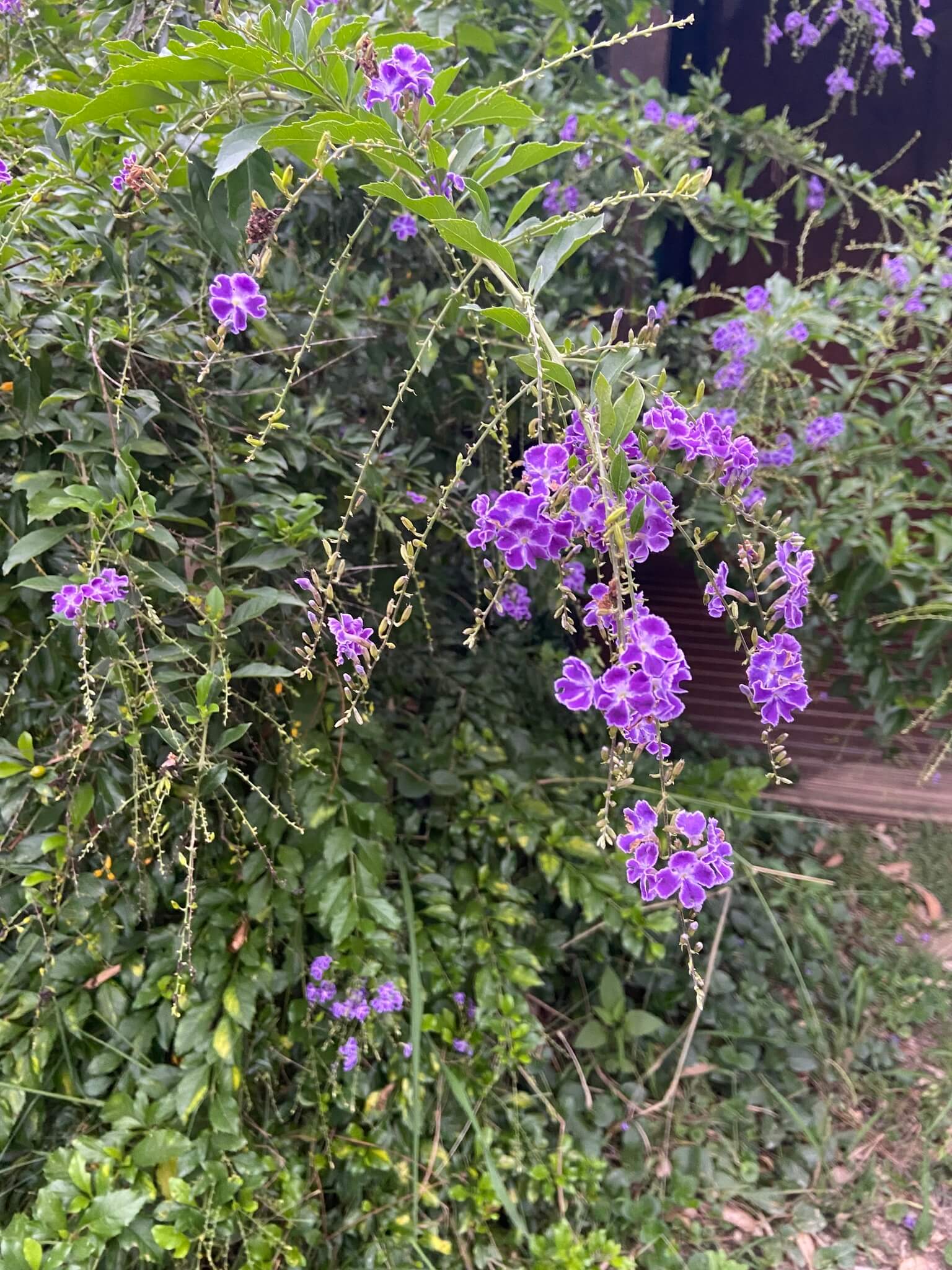 Duranta erecta